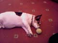 Jack the dog