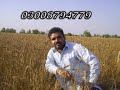 We Janiyan Pyar Diyan Mpg images We Janiyan Pyar Diyan Mpg