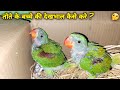 तोते के बच्चे की देखभाल कैसे करे || Baby Parrot Care & Handling || in Hindi !!