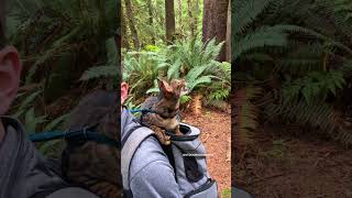 Cat Mimicks Crow, Is This A Hunting Technique? #Outdoorsavannah