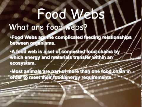 what types of organisms carry out chemosynthesis what types of organisms carry out chemosynthesis
