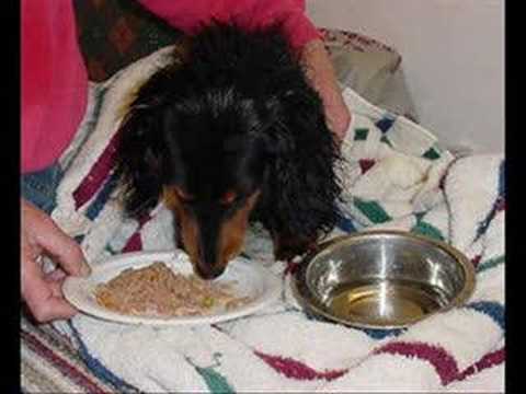 Fozzie Bear, A puppy mill story