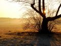 Josep Carreras/Lluis Llach: "El cant dels ocells" (The Song of the Birds)