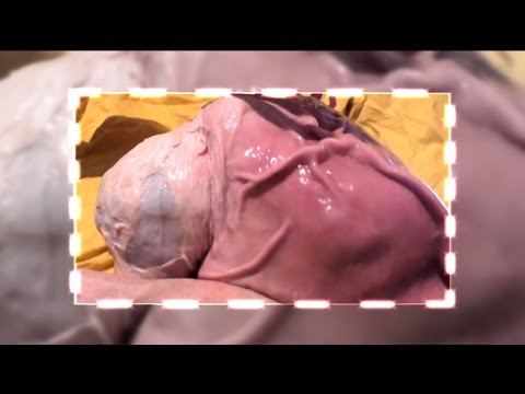 Как вырастить гомункула из яйца в домашних условиях