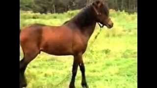 Newfoundland Pony Breeding.