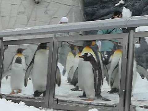 ０９　ペンギンの初散歩　＠旭山動物園