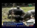 Adu Kerbau Meriahkan Lovely December Di Tana Toraja images Adu Kerbau Meriahkan Lovely December Di Tana Toraja