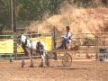 Gypsy Gelding Pierrot at the Draft Horse Classic in Grass Valley, CA
