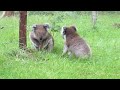 Koalas fighting