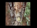 Tugas Uas Movie Maker 1005785 Revimainaki Dampak Hutan Pinus Dibawah images Tugas Uas Movie Maker 1005785 Revimainaki Dampak Hutan Pinus Dibawah