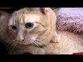 33 Pound Cat Coverage Of Ghastly Grey Background *8 Years Old!)