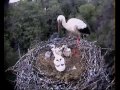 Snake In Stork Nest 10 06 12 Part 1 Snake In Stork Nest 10 06 12 Part 1