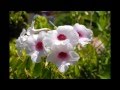 Vídeo con fotografías de Flores, por Martín (Thupten Chophel)