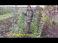 Сам себе садовод видео малина Сам себе садовод видео малина