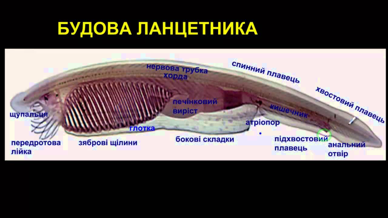 паразиты человека симптомы и лечение фото паразиты человека симптомы и лечение фото