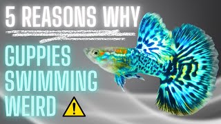 Guppy Fish Care - 5 Reasons Why Guppies Swimming Weird And How To React