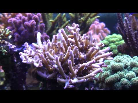 Header of Acropora granulosa