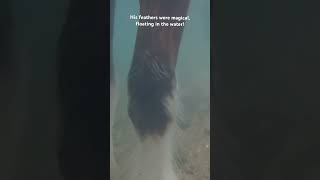 Clydesdale Horse Underwater❤️ #Shorts #Horse #Clydesdale #Underwater