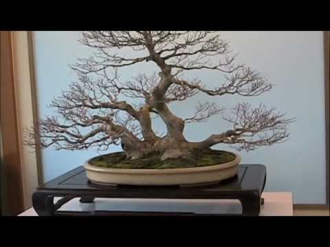 Juniper Bonsai Tree on Music Videos