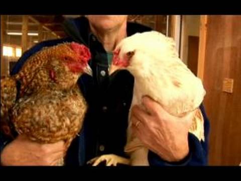 Understanding Chickens Eggs : The Difference Between Hens Roosters