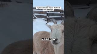 My Goats Tried To Ride In The Truck With The Dogs
