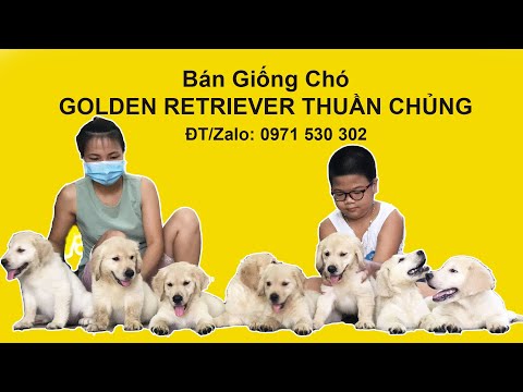 Bán Chó Golden Retriever Thuần Chủng | LH ĐT/Zalo 0971530302
