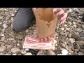bacon
