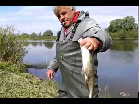 как ловить ельца на проводку как ловить ельца на проводку
