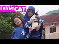 Kami Suka Kucing - Bermain dengan Kucing Lucu - Funny Cat Lif...