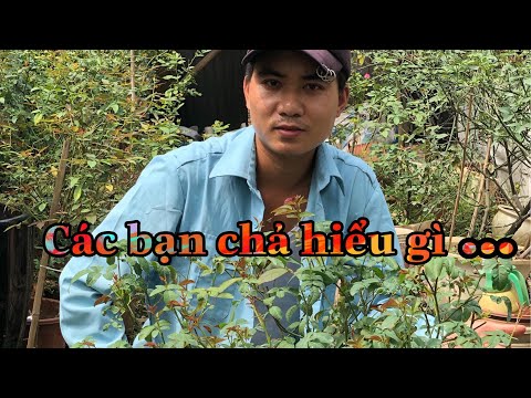 GÓC TƯ VẤN TRỒNG HOA HỒNG THÂN GỖ TREE ROSE #tuvantronghoa #hoahongleo #hoahongdep.chuẩn garden tv