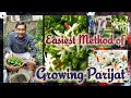 Easiest Method of Growing Parijat or Harsingar at 🏠Home. Grow Night Flowering Jasmine from Seeds
