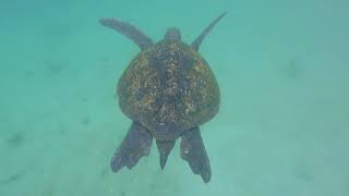 Elcie - Galapagos