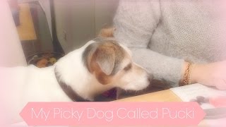 My Picky Dog Called Pucki