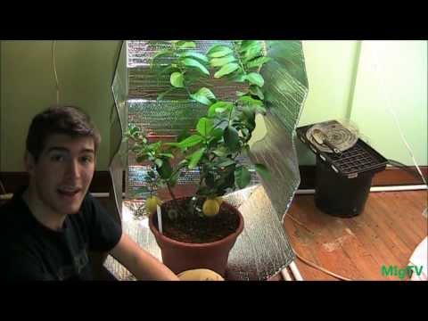 How To Make the Cheapest DIY Grow Tent for Indoor Plants