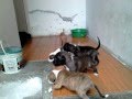 Venta de Cachorros..!! Pitbull x standford