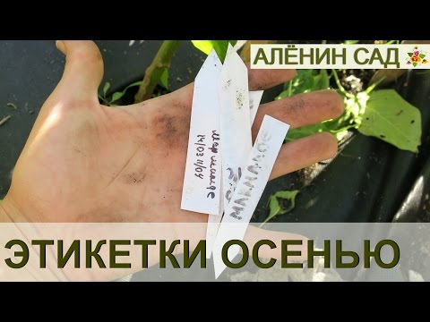 Как сделать бирки для рассады Как сделать бирки для рассады