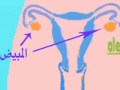 الجهاز التناسلى للأنثى Female genital system