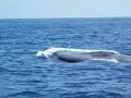 Blue Whales in between Catalina & Newport Beach