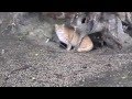 猫虐待1