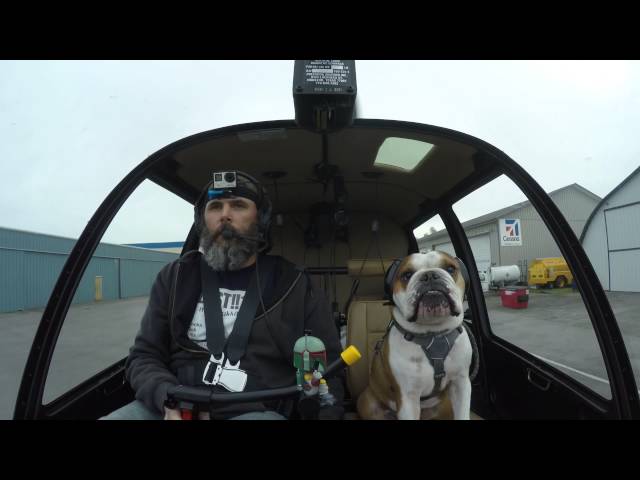Bulldog Is The Best Co-Pilot Ever - Video