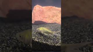 The Most Famous Flathead Catfish