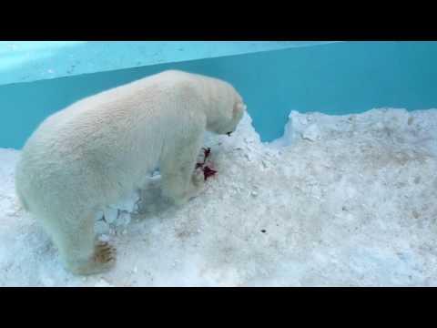 しろくまピリカお食事中！