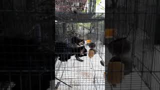 Clip : sóc côn đảo - Fb: Chim Sâu & Chim Hút Mật