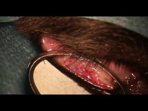 chirurgie de distichiasis chez un chien