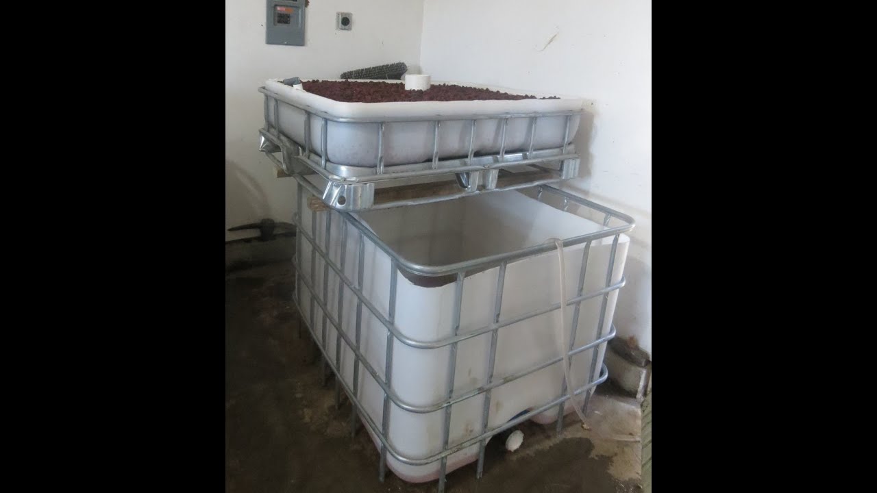 Our first IBC Aquaponics System, Starting Out - YouTube