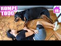 MI PERRO ROMPE TODOS los Muebles de la Terraza! ? Poniendo Bo...