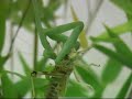 Praying Mantis vs Locust