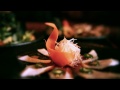 stream Bushido Corporate Film Mov Bushido Corporate Film Mov image