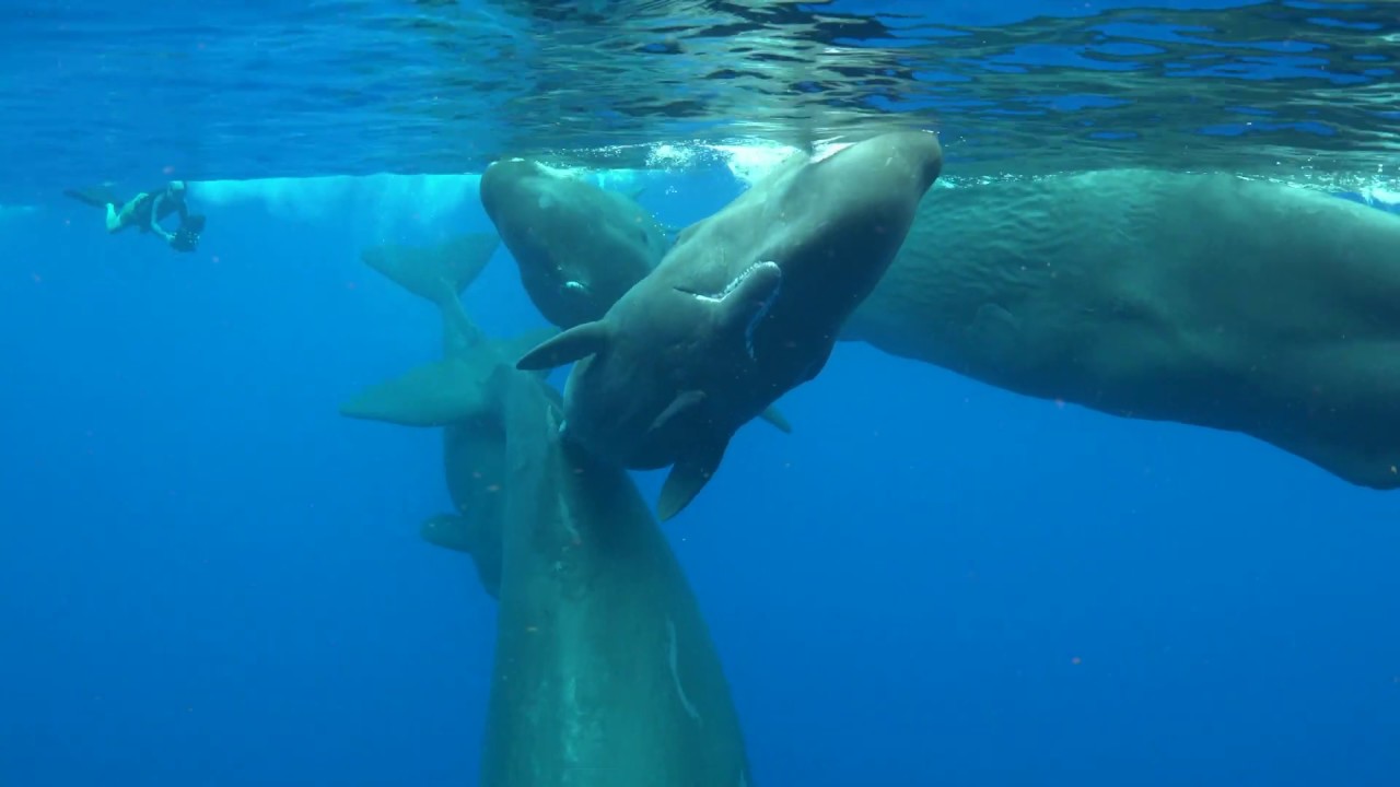 Social unit of male sperm whales