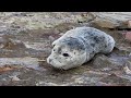 Alaska Seal Pup Rescue